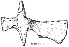 brnobrad.gif (1768 bytes)